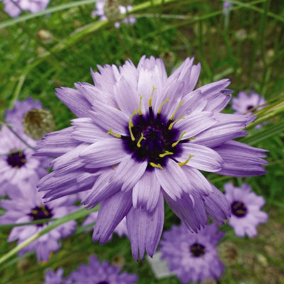 Thompson & Morgan Catananche Caerulea Amor Blue 1 Seed Packet from B&Q