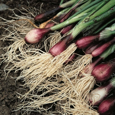 Thompson & Morgan - Apache Spring Onion Seeds - Vegetable Seeds - Image 4