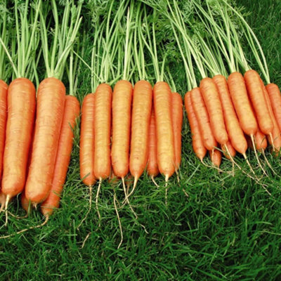 Thompson & Morgan Carrot Sweet Candle F1 Hybrid 1 Seed Packet (250 Seeds) from B&Q