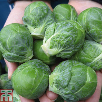 Thompson & Morgan Brussels Sprout Marte F1 1 Seed Packet (15 Seeds) from B&Q