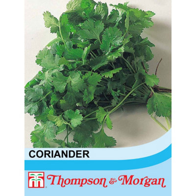 Thompson & Morgan Herb Coriander 1 Seed Packet (50 Seeds) from B&Q