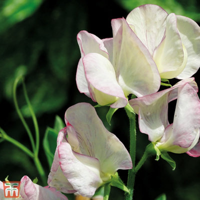 Thompson & Morgan Sweet Pea Fragrant (T&m Prize Strain Mix) 1 Seed Packet (20 Seeds) from B&Q