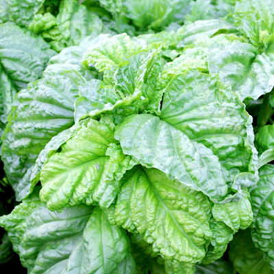 Thompson & Morgan Herb Basil Lettuce Leaf 1 Seed Packet from B&Q
