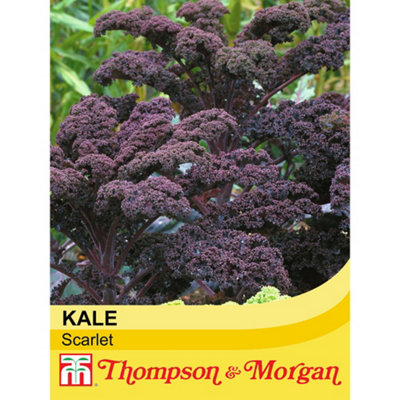 Thompson & Morgan Kale Scarlet 1 Seed Packet (200 Seeds) from B&Q