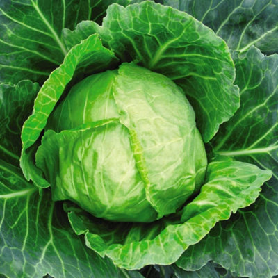 B&Q -  Cabbage Primo 11 1 Seed Packet (200 Seeds)