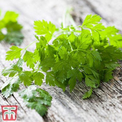 Thompson & Morgan Herb Chervil 1 Seed Packet (750 Seeds)