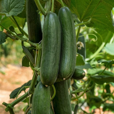 B&Q -  Cucumber Marketmore 1 Seed Packet (20 Seeds)