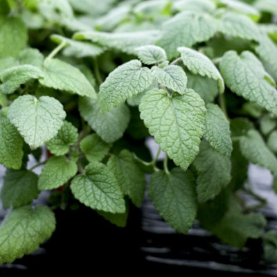 Thompson & Morgan - Lemon Balm Herb Seeds - 500 Seeds - Image 4
