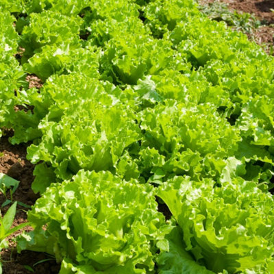 Thompson & Morgan Lettuce Lakeland 1 Seed Packet
