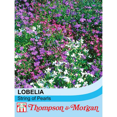 B&Q -  Lobelia String Of Pearls Mixed 1 Packet (1000 Seeds)
