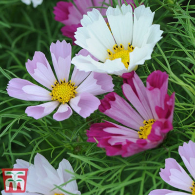 B&Q -  Cosmos Seashells 1 Packet (100 Seeds)