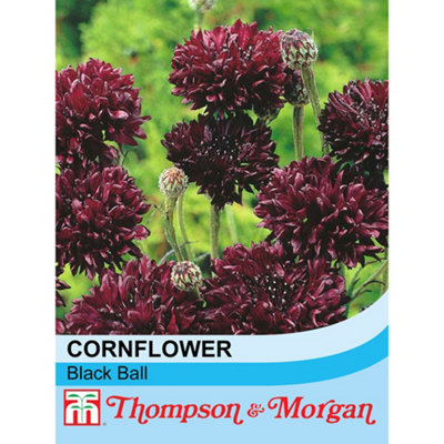 Thompson & Morgan Cornflower Black Ball 1 Seed Packet (100 Seeds) from B&Q