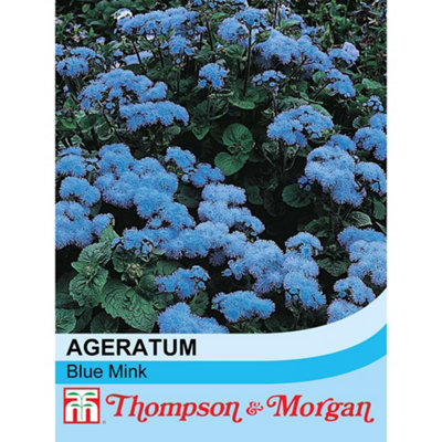 B&Q -  Ageratum Houstonianum Blue Mink 1 Seed Packet (1000 Seeds)