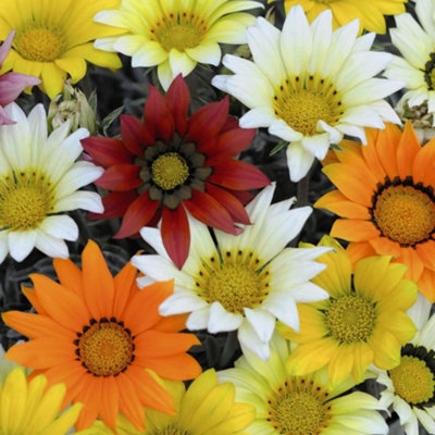 B&Q -  Gazania Talent Mixed 1 Seed Packet (20 Seeds)
