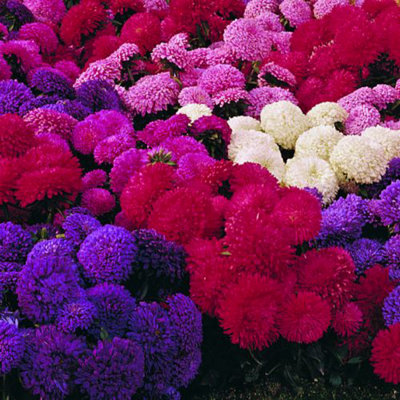 Thompson & Morgan Aster Carpet Ball Mixed 1 Seed Packet (185 Seeds) from B&Q