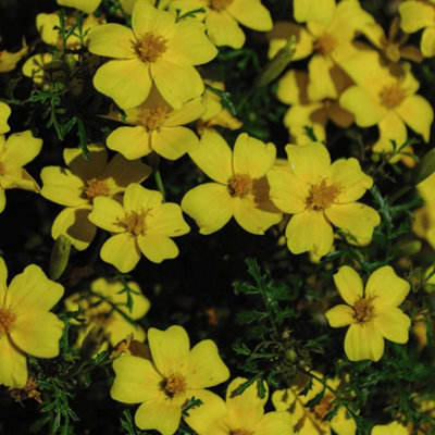 Thompson & Morgan Tagetes Lemon Gem 1 Seed Packet from B&Q