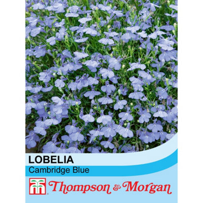 B&Q -  Lobelia Cambridge Blue 1 Packet (1000 Seeds)