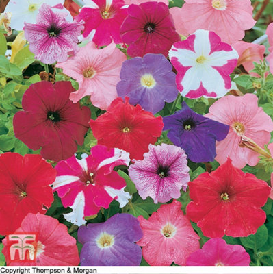 Thompson & Morgan Petunia Rainbow Mix 1 Packet (750 Seeds) Light