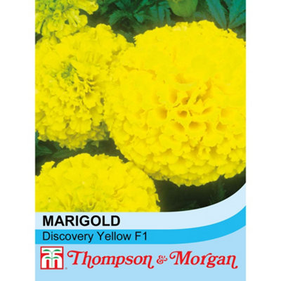 Thompson & Morgan Marigold Discovery Series F1 Hybrid Yellow 1 Seed Packet (20 Seeds) from B&Q