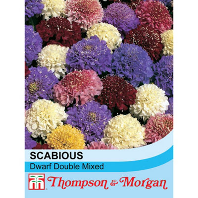Thompson & Morgan Scabious Dwarf Double Mixed 1 Packet (70 Seeds) from B&Q