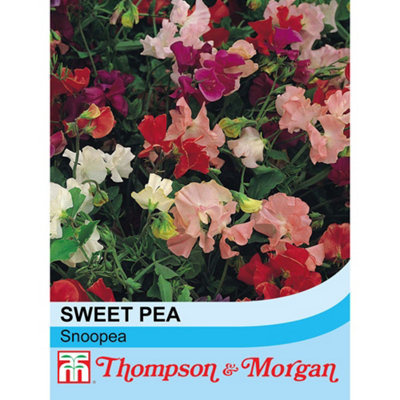 Thompson & Morgan Sweet Pea Snoopea 1 Packet (30 Seeds) from B&Q