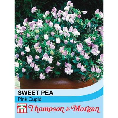 Thompson & Morgan Sweet Pea Pink Cupid 1 Packet (20 Seeds) from B&Q