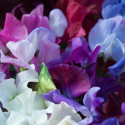 Thompson & Morgan Sweet Pea Bijou Mix 1 Seed Packet (20 Seeds) from B&Q