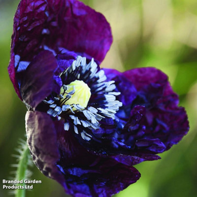 Thompson & Morgan Poppy Black Peony 1 Seed Packet (500 Seeds) from B&Q