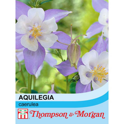 Thompson & Morgan Aquilegia Caerulea 1 Packet (100 Seeds) from B&Q