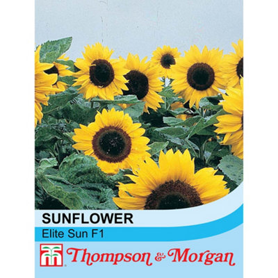 B&Q -  Sunflower Elite Sun F1 Hybrid 1 Packet (20 Seeds)
