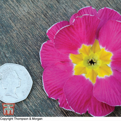 B&Q -  Primrose T&m Special Giant Flowered Mixed 1 Packet (30 Seeds)