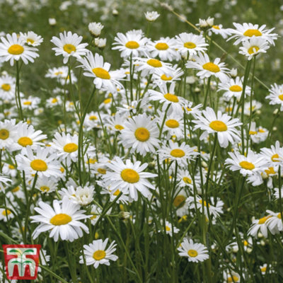 B&Q -  Wild Flower Oxeye Daisy 1 Packet (600 Seeds)