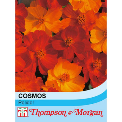 B&Q -  Cosmos Polidor 1 Packet (100 Seeds)