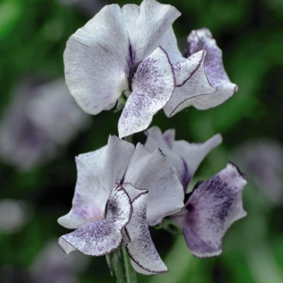 B&Q -  Sweet Pea Nimbus 1 Packet (25 Seeds + 25% Extra Free)