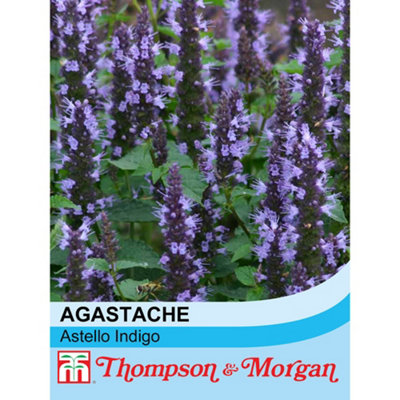 Thompson & Morgan Agastache Hybrida Astello Indigo 1 Seed Packet (15 Seeds) from B&Q