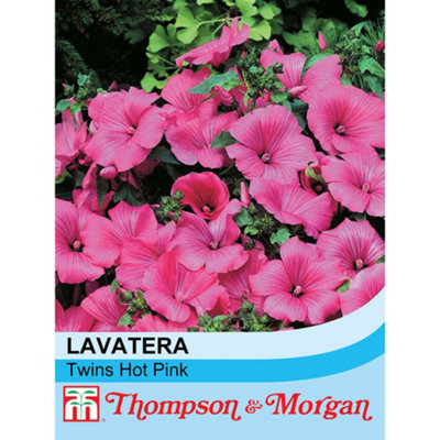 B&Q -  Lavatera Trimestris Twins Hot Pink 1 Packet (25 Seeds)