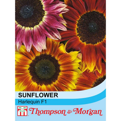 Thompson & Morgan Sunflower Harlequin F1 Hybrid 1 Seed Packet (20 Seeds) from B&Q