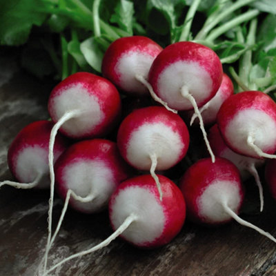 B&Q -  Radish Poloneza 1 Seed Packet (500 Seeds)