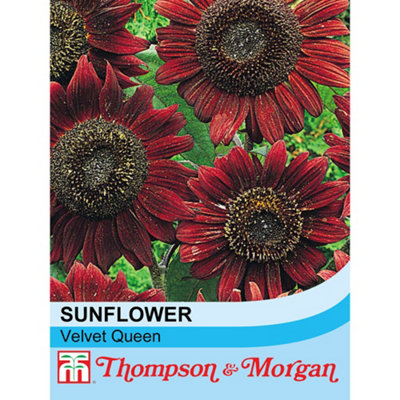 B&Q -  Sunflower Velvet Queen 1 Packet (18 Seeds)