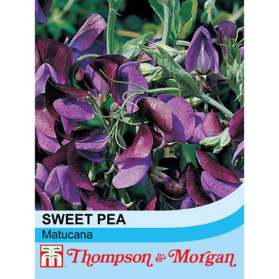B&Q -  Sweet Pea Matucana 1 Seed Packet (20 Seeds)