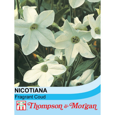 Thompson & Morgan Nicotianaxsanderae Fragrant Cloud 1 Seed Packet (1000 Seeds) from B&Q
