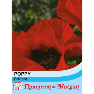 B&Q -  Poppy Brilliant 1 Seed Packet (180 Seeds)