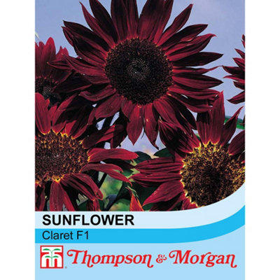 Thompson & Morgan Sunflower Claret 1 Packet (20 Seeds) from B&Q