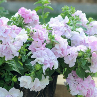 Thompson & Morgan Petunia Orchid Mist 1 Packet (20 Seeds) Pink