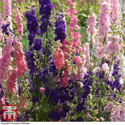 Thompson & Morgan Larkspur The Seven Dwarfs 1 Packet (150 Seeds) from B&Q