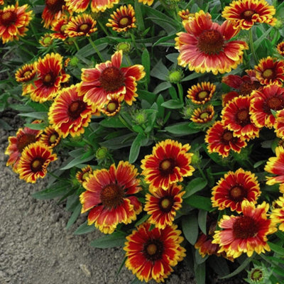 Thompson & Morgan Gaillardia Goblin (Torchlight) 1 Packet (100 Seeds) from B&Q