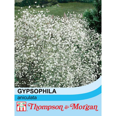 B&Q -  Gypsophila Paniculata 1 Seed Packet (600 Seeds)