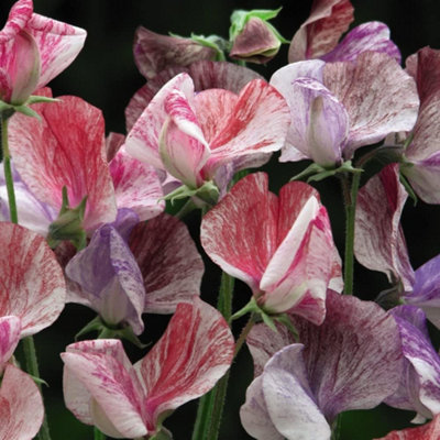 B&Q -  Sweet Pea Statesman 1 Packet (25 Seeds)