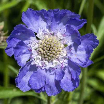 Thompson & Morgan Scabious Houses Novelty Mixed 1 Packet (25 Seeds) from B&Q