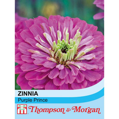 Thompson & Morgan Zinnia Elegans Purple Prince 1 Packet (60 Seeds) from B&Q